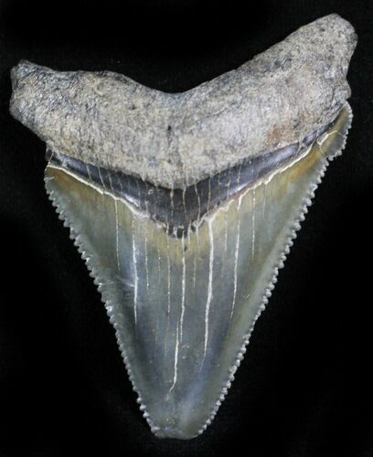 Serrated Angustidens Tooth - Megalodon Ancestor #27761